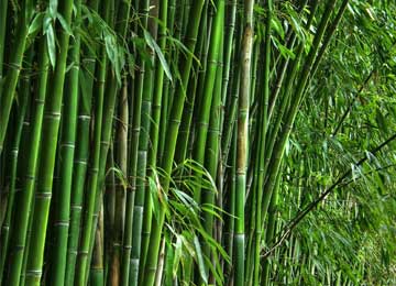 bamboo