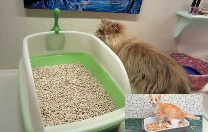 Pine Pellets Mill Pine Pellet Cat Litter Equine Pellets